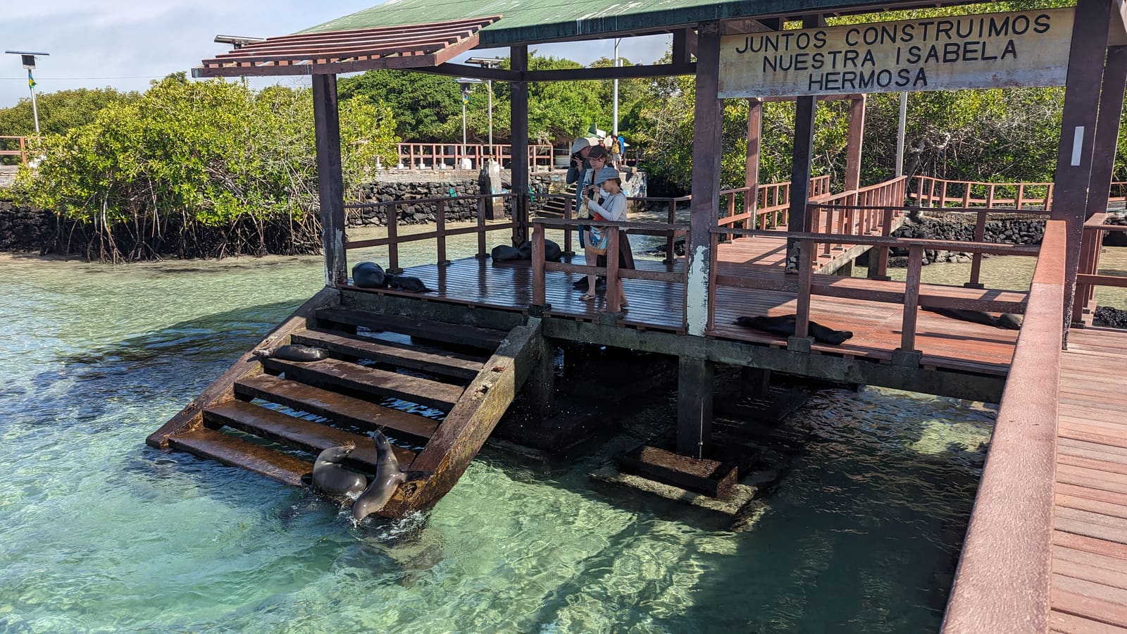 Wooden boardwalk through mangroves at Concha de Perla with sea lions resting