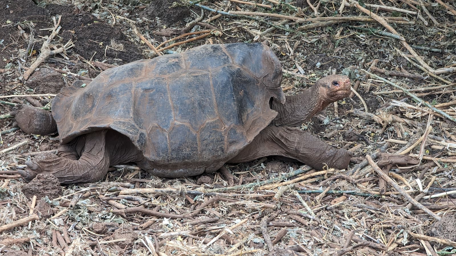 A giant tortoise at the Charles Darwin Research Station