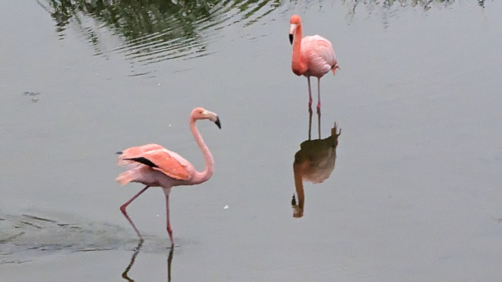 Two flamingos wading in a lagoon at dawn on Isabela