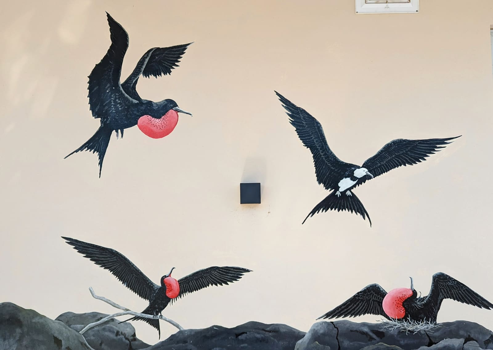 Mural of frigatebirds with red throat pouches on a wall