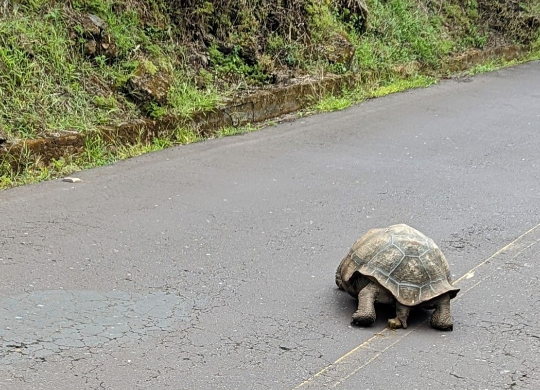 A wild giant tortoise crossing the highland road on Santa Cruz