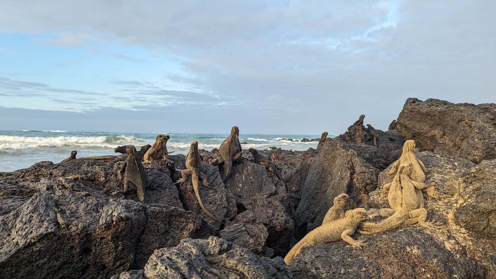 A colony of marine iguanas stacked on shoreline rocks