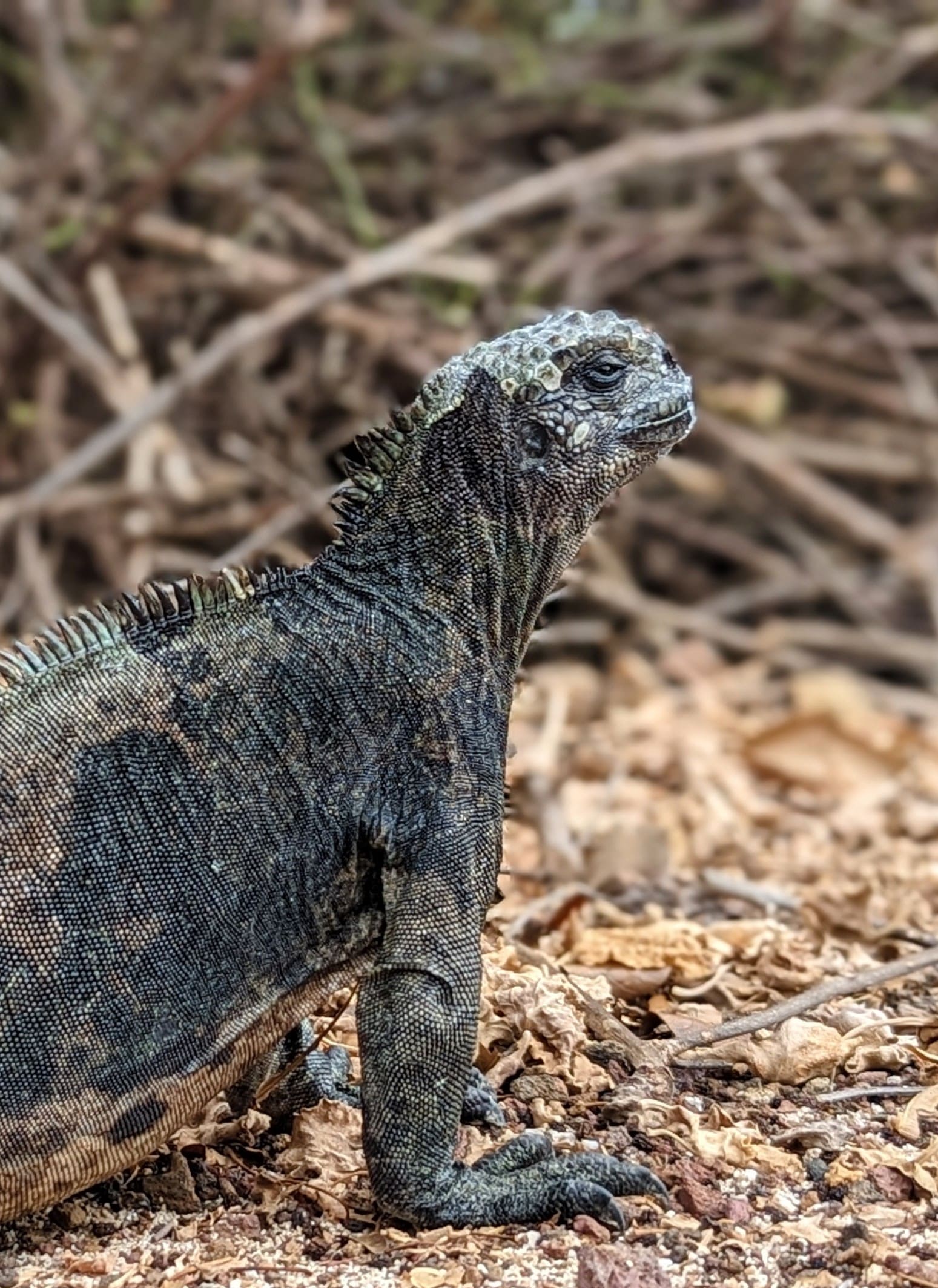 Close portrait of a marine iguana on volcanic rock