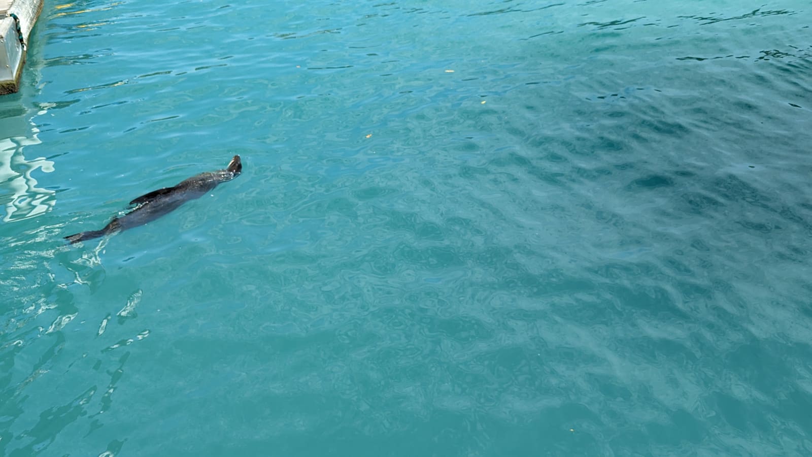 A marine iguana swimming through turquoise water