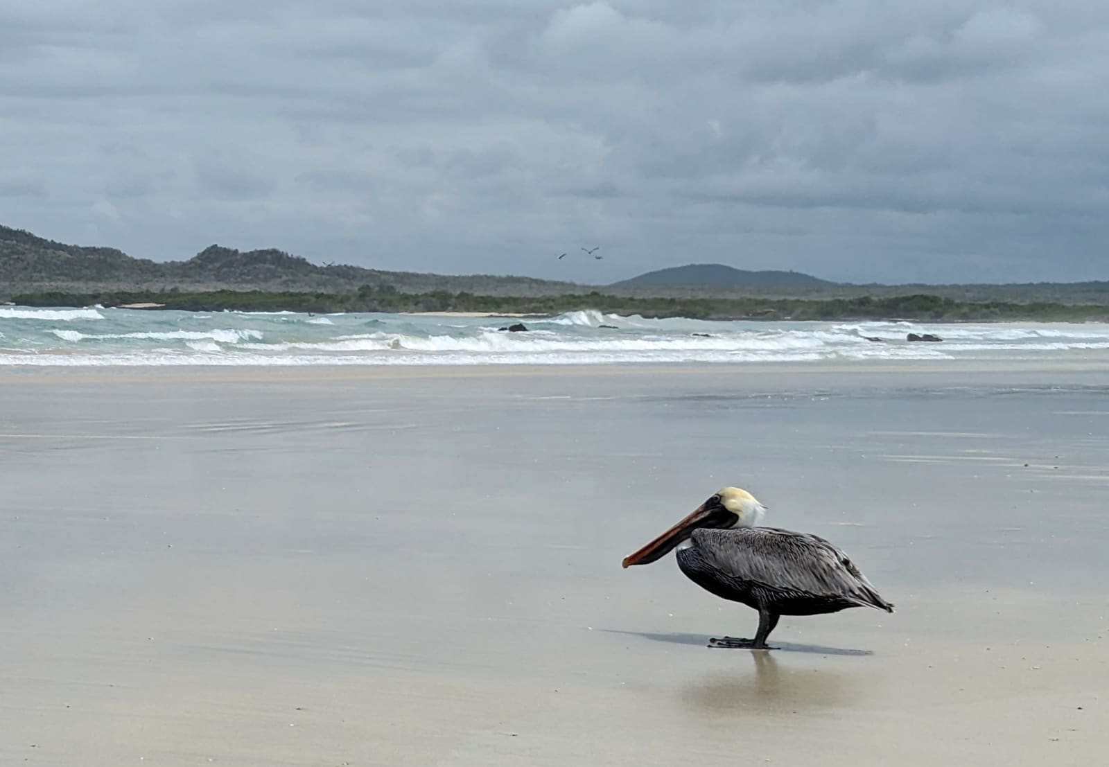 A pelican standing on the wet sand of Puerto Villamil beach