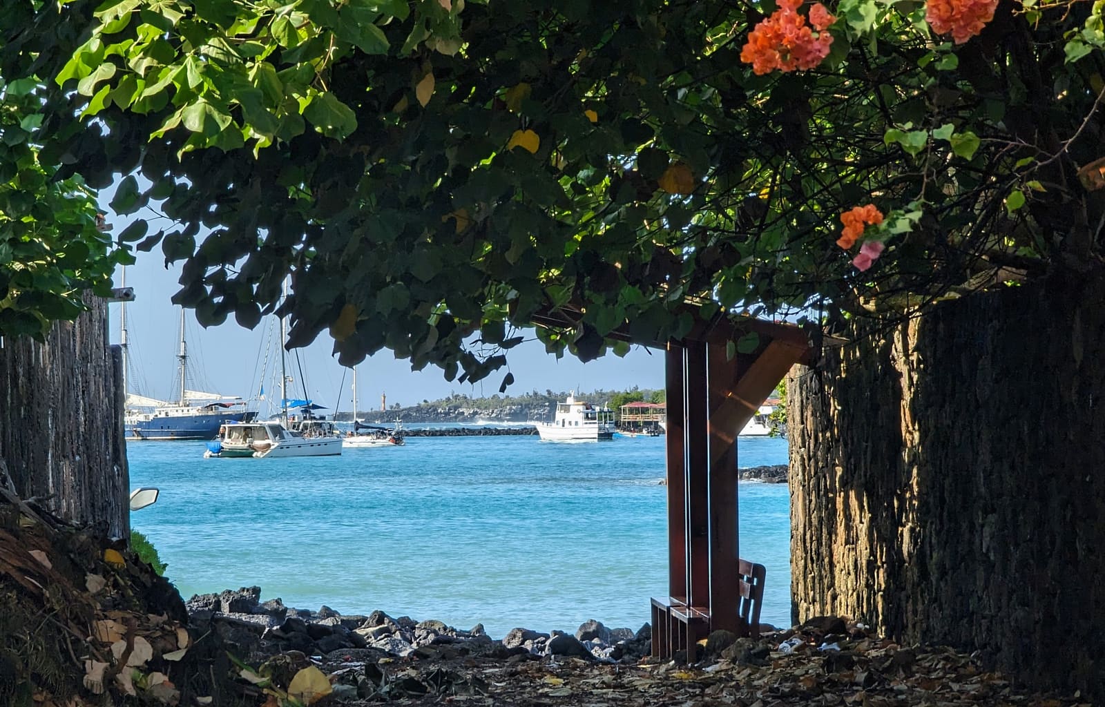 Puerto Ayora harbor seen through flowering trees