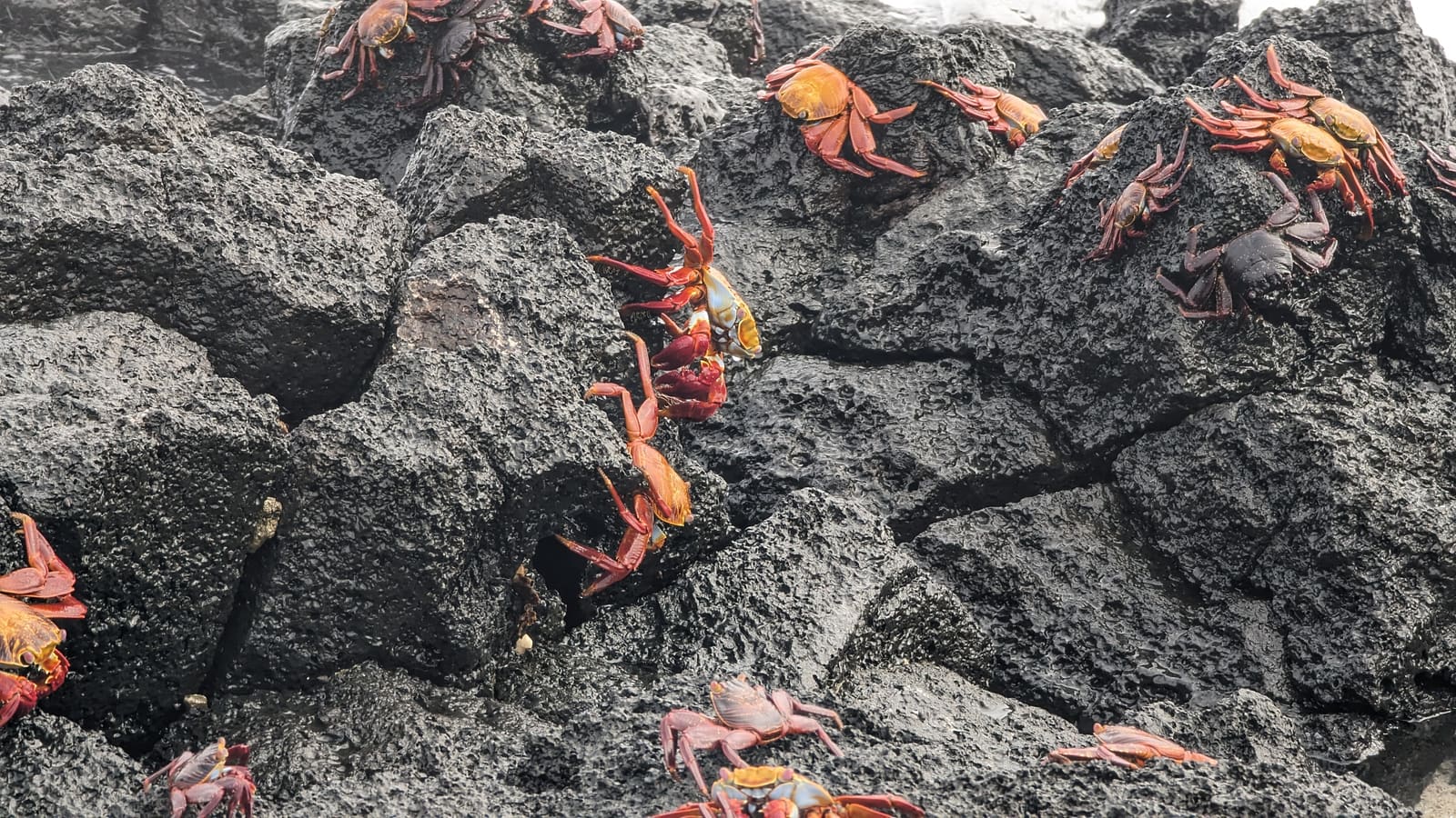 Bright red Sally Lightfoot crabs on black lava rock