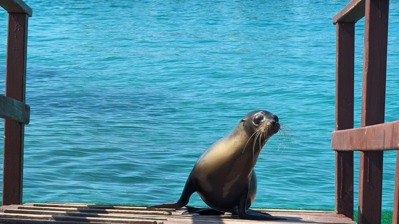 A sea lion sitting on the dock at Concha de Perla with turquoise water behind
