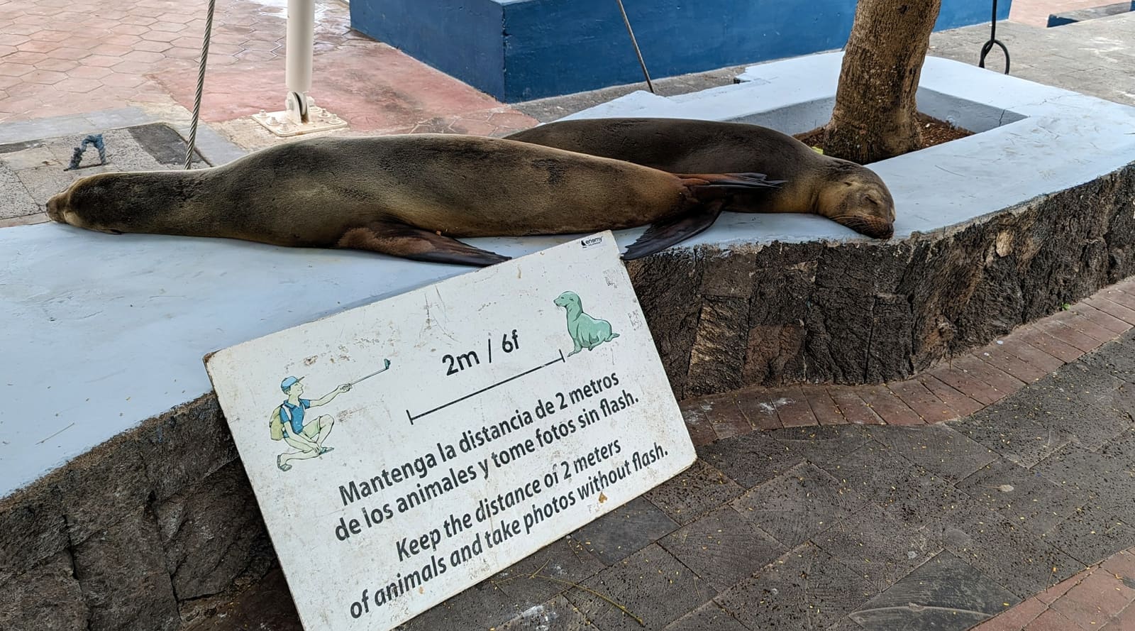 Two sea lions asleep on a public bench next to a keep-your-distance sign