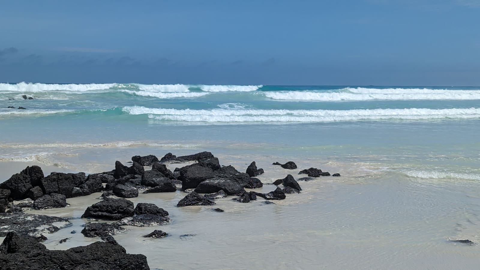 Marine iguanas resting on rocks at Tortuga Bay beach